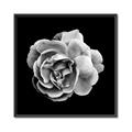 Picture of Black and White Rose _GroupedProduct_Square_Canvas_Framed_