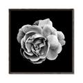 Picture of Black and White Rose _GroupedProduct_Square_Canvas_Framed_