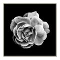Picture of Black and White Rose _GroupedProduct_Square_Canvas_Framed_