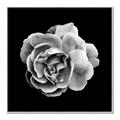 Picture of Black and White Rose _GroupedProduct_Square_Canvas_Framed_