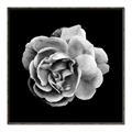 Picture of Black and White Rose _GroupedProduct_Square_Canvas_Framed_