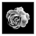 Picture of Black and White Rose _GroupedProduct_Square_Canvas_Framed_