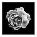 Picture of Black and White Rose _GroupedProduct_Square_Canvas_Framed_