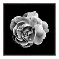 Picture of Black and White Rose _GroupedProduct_Square_Canvas_Framed_