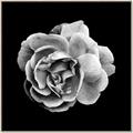 Picture of Black and White Rose _GroupedProduct_Square_Canvas_Framed_