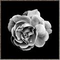 Picture of Black and White Rose _GroupedProduct_Square_Canvas_Framed_
