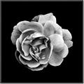 Picture of Black and White Rose _GroupedProduct_Square_Canvas_Framed_