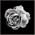 Picture of Black and White Rose _GroupedProduct_Square_Canvas_Framed_