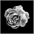 Picture of Black and White Rose _GroupedProduct_Square_Canvas_Framed_