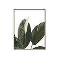 Picture of Focus of White Flower Peace Lily _GroupedProduct_Rectangle_Portrait_Canvas_Framed_