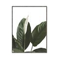 Picture of Focus of White Flower Peace Lily _GroupedProduct_Rectangle_Portrait_Canvas_Framed_