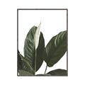 Picture of Focus of White Flower Peace Lily _GroupedProduct_Rectangle_Portrait_Canvas_Framed_