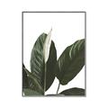 Picture of Focus of White Flower Peace Lily _GroupedProduct_Rectangle_Portrait_Canvas_Framed_