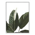 Picture of Focus of White Flower Peace Lily _GroupedProduct_Rectangle_Portrait_Canvas_Framed_