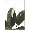 Picture of Focus of White Flower Peace Lily _GroupedProduct_Rectangle_Portrait_Canvas_Framed_