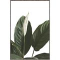 Picture of Focus of White Flower Peace Lily _GroupedProduct_Rectangle_Portrait_Canvas_Framed_
