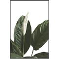 Picture of Focus of White Flower Peace Lily _GroupedProduct_Rectangle_Portrait_Canvas_Framed_