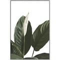 Picture of Focus of White Flower Peace Lily _GroupedProduct_Rectangle_Portrait_Canvas_Framed_