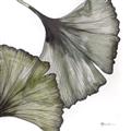 Picture of Ginko Leaves I _GroupedProduct_Square_Unframed_Print_Only_
