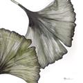 Picture of Ginko Leaves I _GroupedProduct_Square_Unframed_Print_Only_