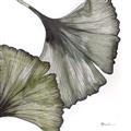 Picture of Ginko Leaves I _GroupedProduct_Square_Unframed_Print_Only_