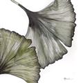 Picture of Ginko Leaves I _GroupedProduct_Square_Unframed_Print_Only_