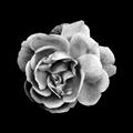 Picture of Black and White Rose _GroupedProduct_Square_Unframed_Print_Only_
