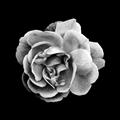 Picture of Black and White Rose _GroupedProduct_Square_Unframed_Print_Only_