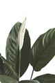 Picture of Focus of White Flower Peace Lily _GroupedProduct_Rectangle_Portrait_Unframed_Print_Only_