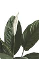 Picture of Focus of White Flower Peace Lily _GroupedProduct_Rectangle_Portrait_Unframed_Print_Only_