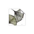 Picture of Ginko Leaves I _GroupedProduct_Square_Unframed_Print_Only_