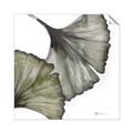 Picture of Ginko Leaves I _GroupedProduct_Square_Unframed_Print_Only_