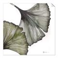 Picture of Ginko Leaves I _GroupedProduct_Square_Unframed_Print_Only_