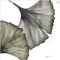 Picture of Ginko Leaves I _GroupedProduct_Square_Unframed_Print_Only_