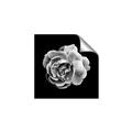 Picture of Black and White Rose _GroupedProduct_Square_Unframed_Print_Only_