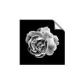 Picture of Black and White Rose _GroupedProduct_Square_Unframed_Print_Only_