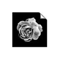 Picture of Black and White Rose _GroupedProduct_Square_Unframed_Print_Only_