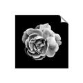 Picture of Black and White Rose _GroupedProduct_Square_Unframed_Print_Only_