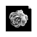 Picture of Black and White Rose _GroupedProduct_Square_Unframed_Print_Only_
