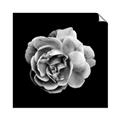 Picture of Black and White Rose _GroupedProduct_Square_Unframed_Print_Only_