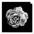 Picture of Black and White Rose _GroupedProduct_Square_Unframed_Print_Only_