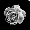 Picture of Black and White Rose _GroupedProduct_Square_Unframed_Print_Only_