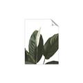Picture of Focus of White Flower Peace Lily _GroupedProduct_Rectangle_Portrait_Unframed_Print_Only_