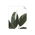 Picture of Focus of White Flower Peace Lily _GroupedProduct_Rectangle_Portrait_Unframed_Print_Only_