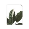 Picture of Focus of White Flower Peace Lily _GroupedProduct_Rectangle_Portrait_Unframed_Print_Only_
