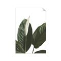 Picture of Focus of White Flower Peace Lily _GroupedProduct_Rectangle_Portrait_Unframed_Print_Only_
