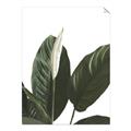 Picture of Focus of White Flower Peace Lily _GroupedProduct_Rectangle_Portrait_Unframed_Print_Only_