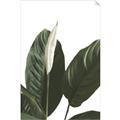 Picture of Focus of White Flower Peace Lily _GroupedProduct_Rectangle_Portrait_Unframed_Print_Only_