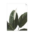 Picture of Focus of White Flower Peace Lily _GroupedProduct_Rectangle_Portrait_Unframed_Print_Only_
