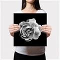 Picture of Black and White Rose _GroupedProduct_Square_Canvas_